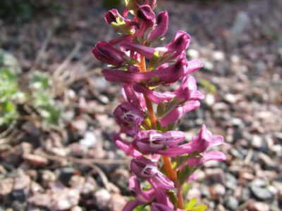 Corydalis solida seedling