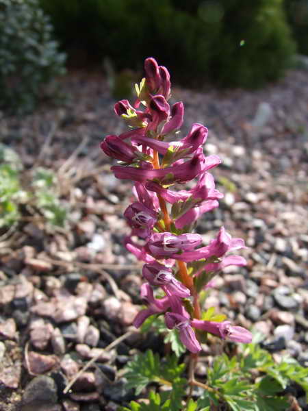 Corydalis solida seedling