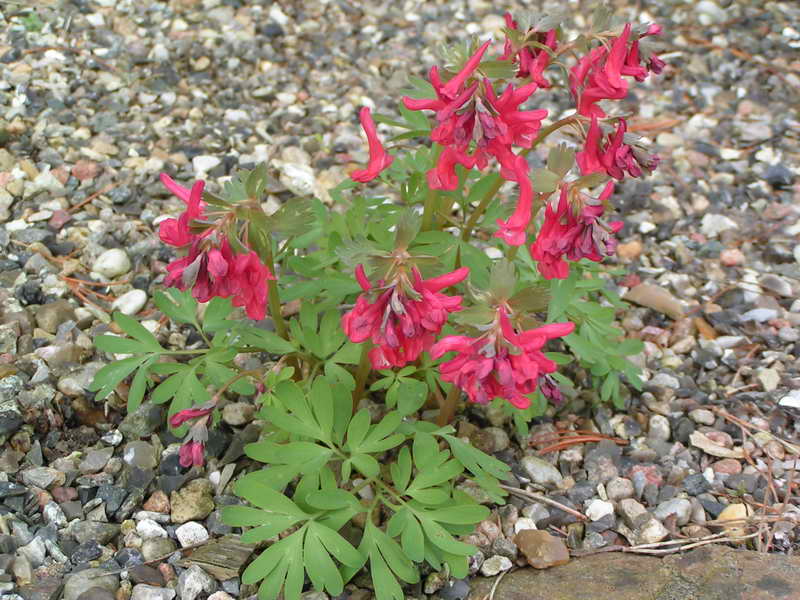 Corydalis solida 'George Baker'