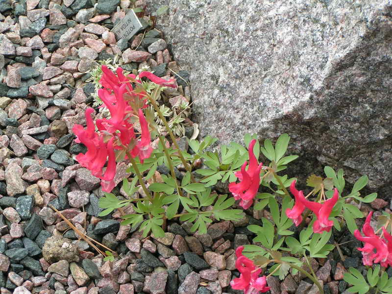 Corydalis solida 'Gothenburg Strain'