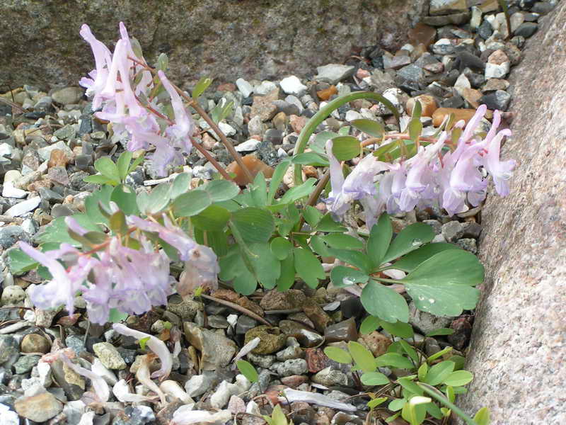 Corydalis solida 'Ice Nine'