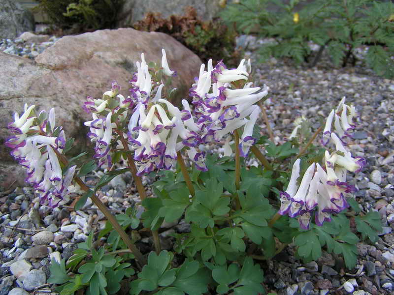 Corydalis solida 'Kissproof'