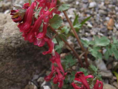 Corydalis solida 'Latvian Zwanenburg'