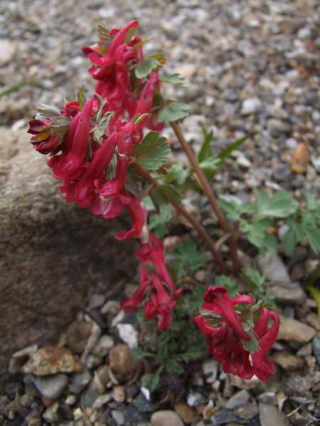 Corydalis solida 'Latvian Zwanenburg'