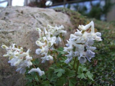 Corydalis solida 'Pededze'