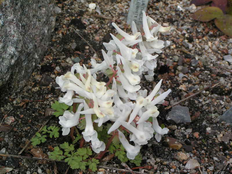 Corydalis solida ssp incisa alba