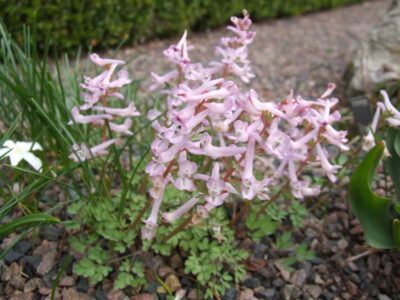 Corydalis solida ssp incisa