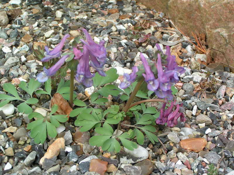 Corydalis solida ssp subremota