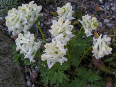 Corydalis solida 'White Knight'