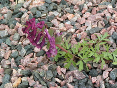 Corydalis solida 'Yaroslavna'