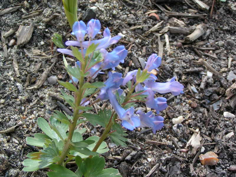 Corydalis turtschaninovii 'Early Low Copper'