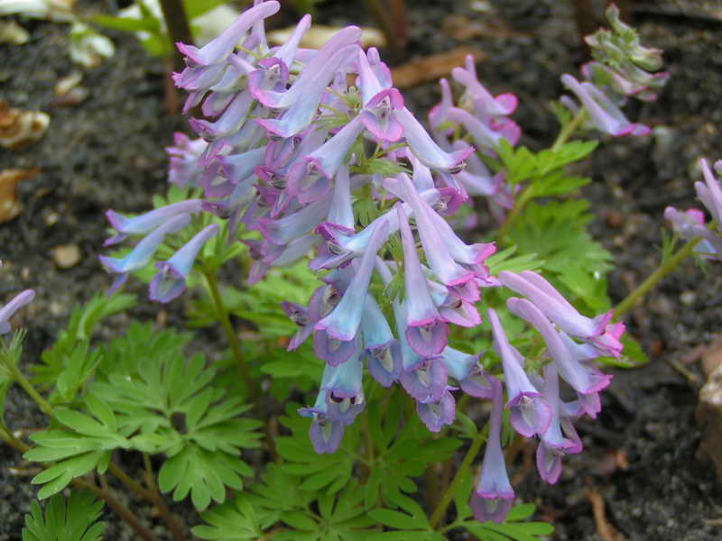 Corydalis turtschaninovii 'Late Emerald'