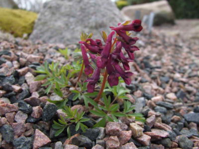 Corydalis wendelboi 'Abant Wine'