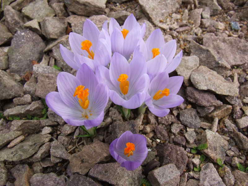 Crocus cancellatus