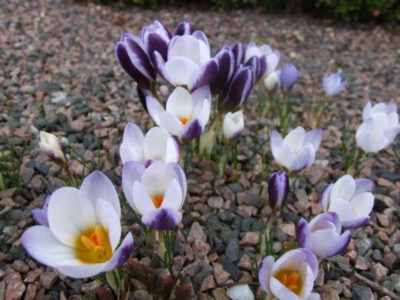 Crocus chrysanthus 'Blue Peter'