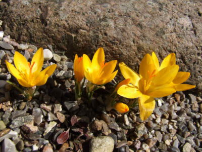 Crocus chrysanthus