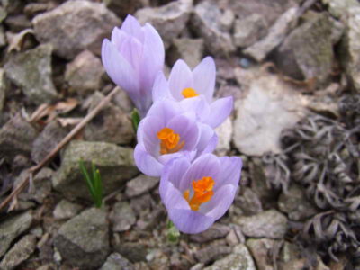 Crocus sp coll Arne Strid