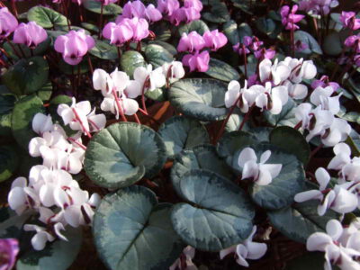 Cyclamen coum