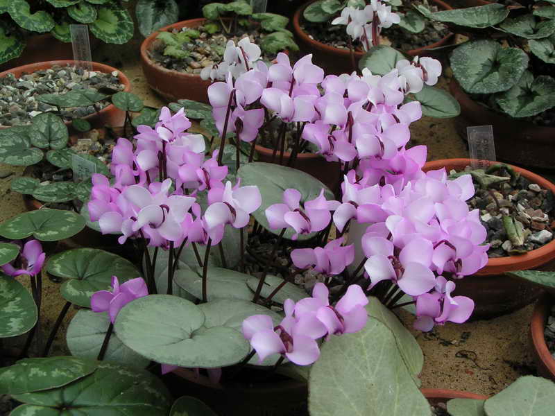 Cyclamen coum ex BSBE