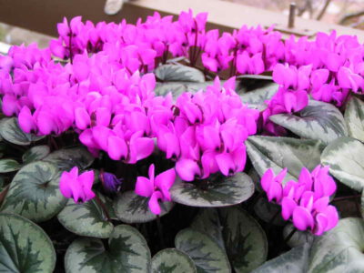 Cyclamen coum 'Dusky Maid'