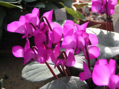 Cyclamen coum magenta