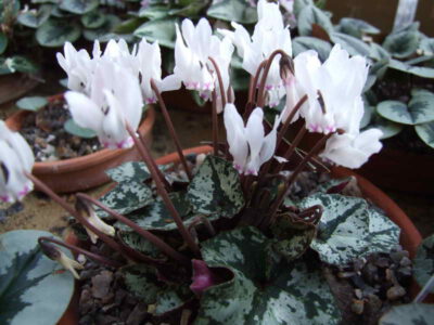 Cyclamen cyprium E.S.