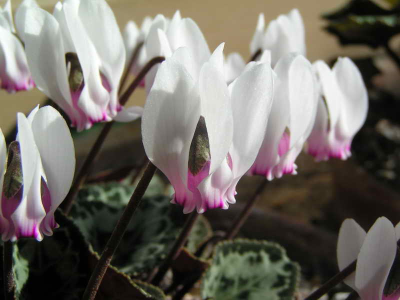 Cyclamen graecum HN