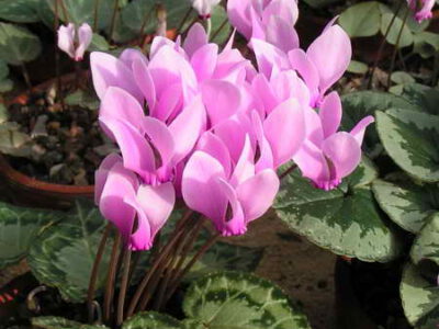 Cyclamen graecum 'Silver Leaf' CS