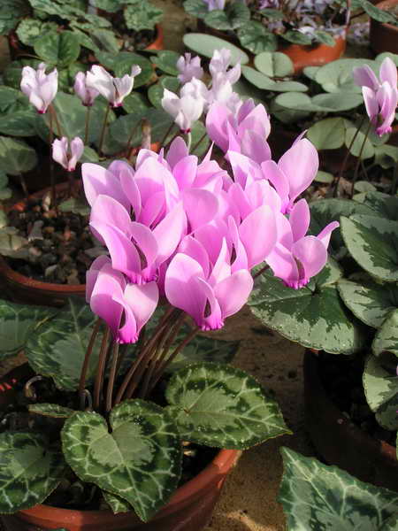 Cyclamen graecum 'Silver Leaf' CS