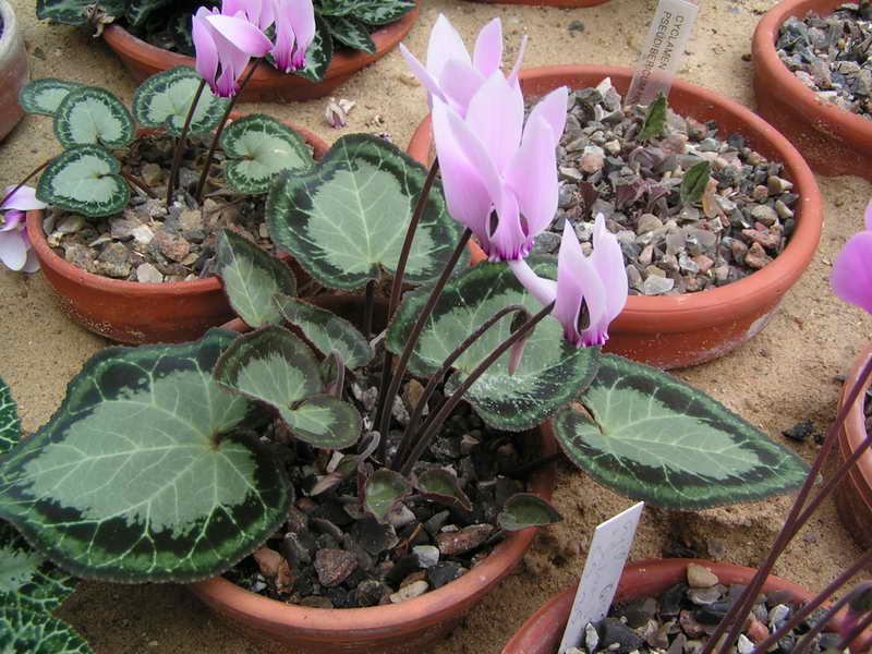 Cyclamen graecum CSE