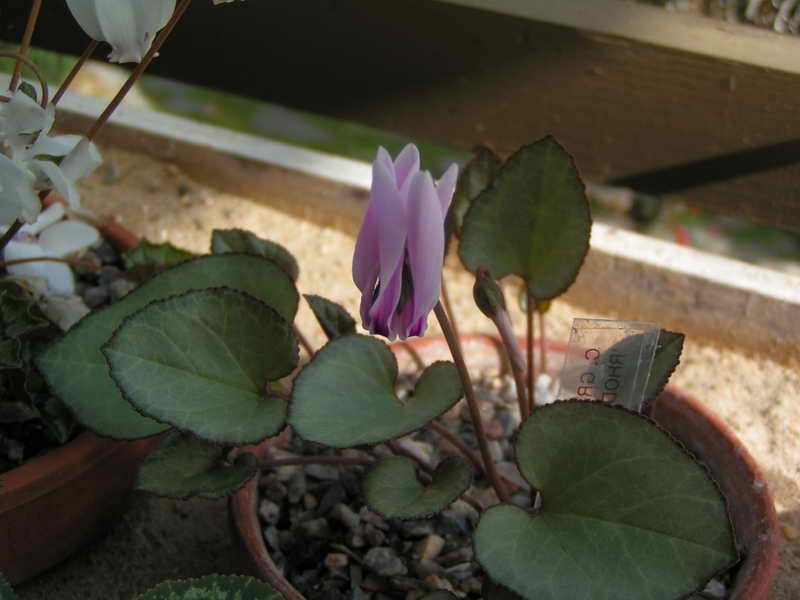 Cyclamen graecum 'Rhodopou'