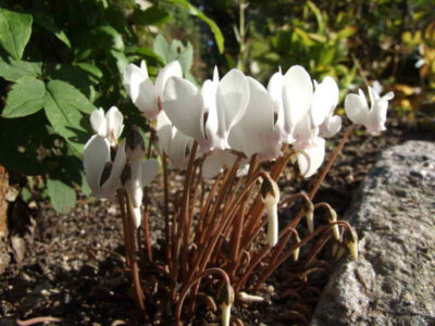 Cyclamen hederifolium