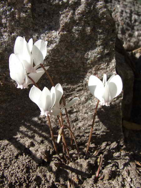 Cyclamen hederifolium