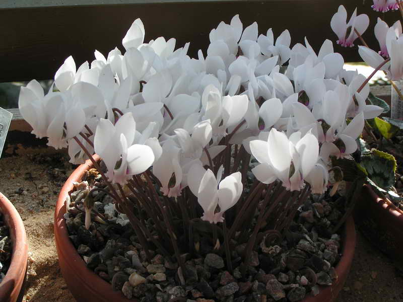 Cyclamen hederifolium 'Artemis'