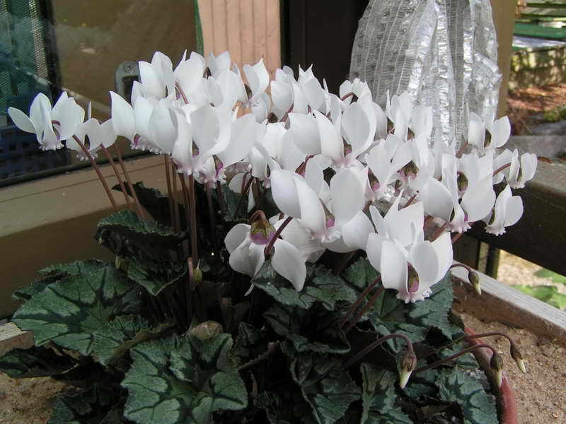 Cyclamen hederifolium 'Bowles Apollo'