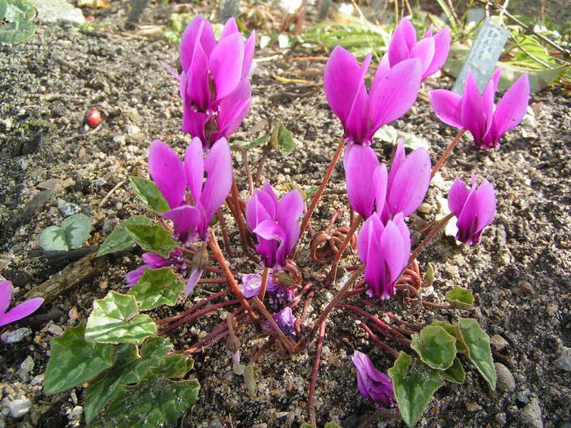 Cyclamen hederifolium 'Rosenteppich'