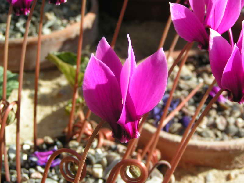Cyclamen hederifolium 'Rosenteppich'
