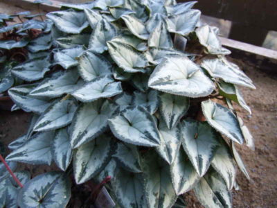 Cyclamen hederifolium silver leaf