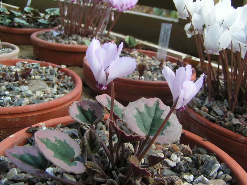 Cyclamen mirabile 'Tilebarn Nicholas'