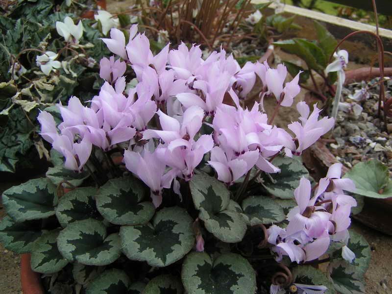 Cyclamen mirabile 'Tilebarn Nicholas'