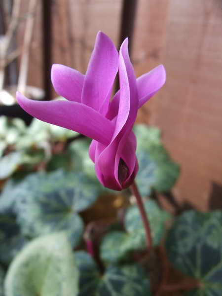 Cyclamen persicum 'Deep Pink'