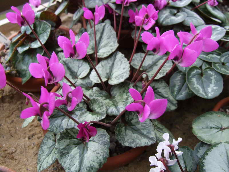 Cyclamen pseudibericum