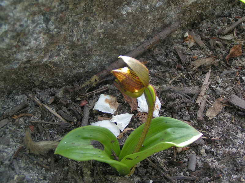 Cypripedium bardolphianum