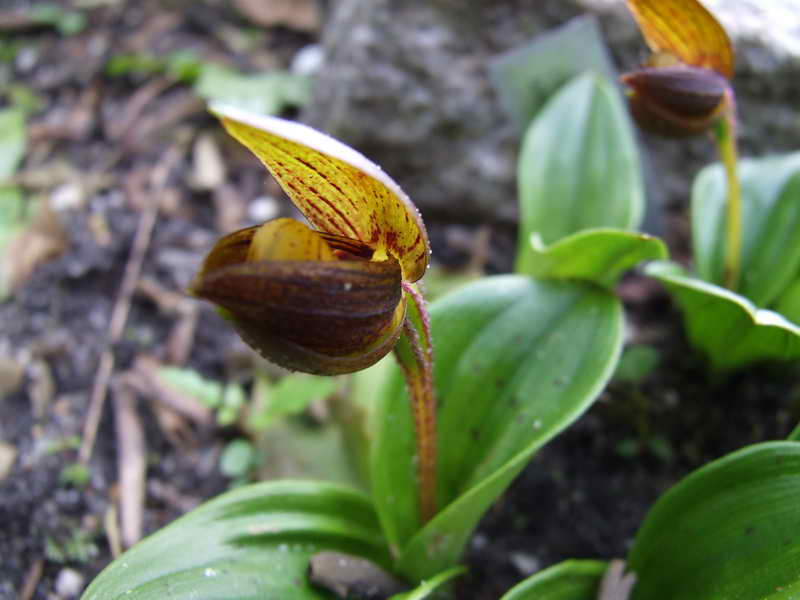 Cypripedium bardolphianum