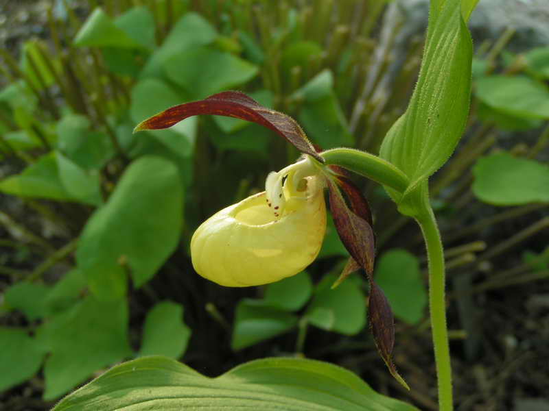 Cypripedium calceolus