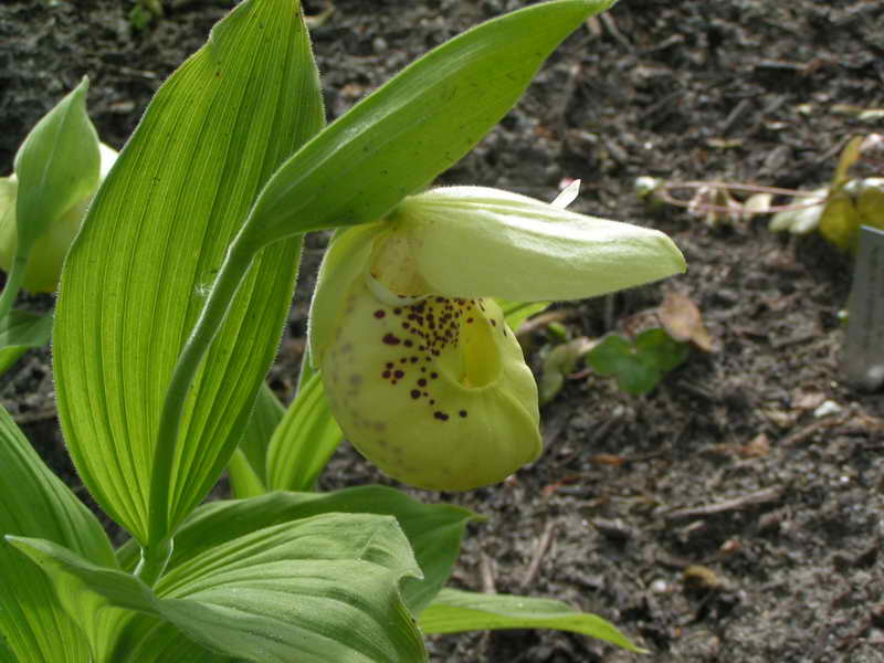 Cypripedium flavum