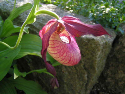 Cypripedium 'Gisela'