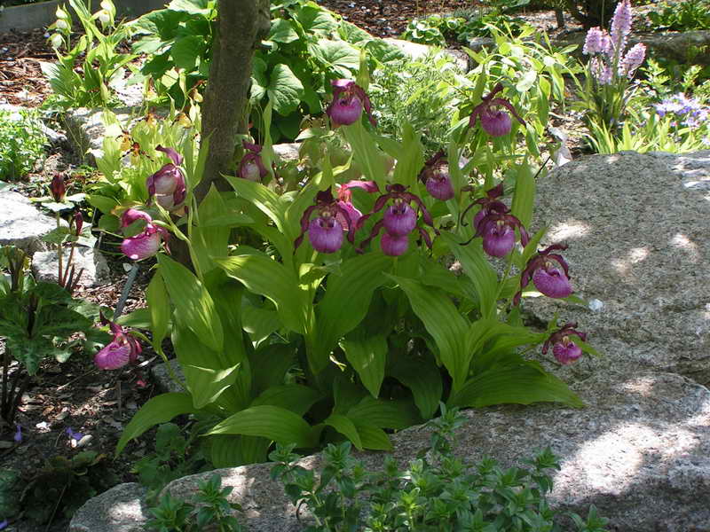 Cypripedium 'Gisela'