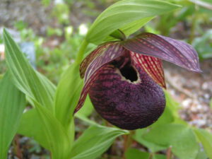 Cypripedium tibeticum