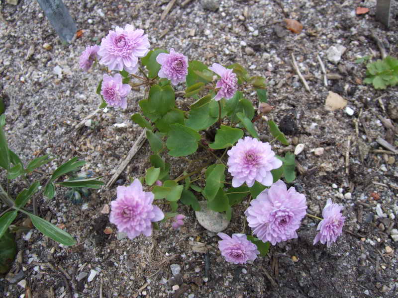 Anemonella thalictroides fl pl roseum